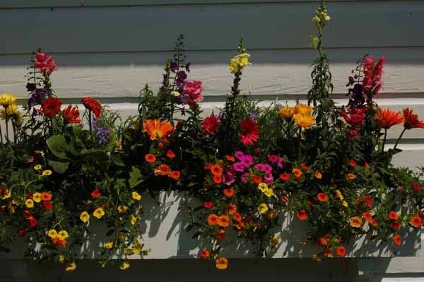 a flower garden on Beach Road